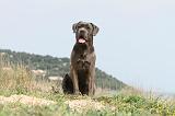 CANE CORSO 193
